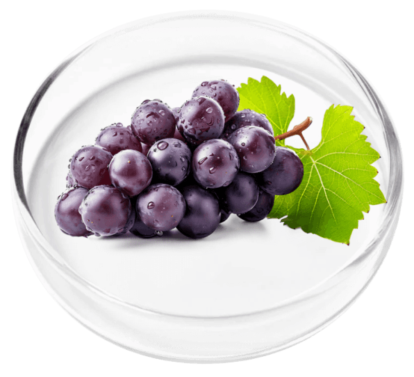 vertigenics ingredient6